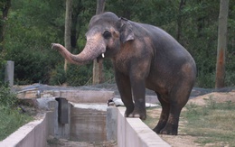 Cuộc giải cứu chú voi cô đơn nhất thế giới bị cầm tù 35 năm bên hài cốt bạn đời