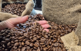 Giá cà phê hôm nay 11-3: Đồng loạt giảm giá, Indonesia sắp bước vào thu hoạch