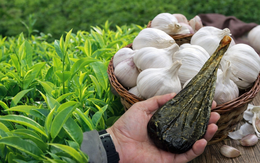 Độc quyền sáng chế: Các nhà khoa học Việt Nam tạo dấu ấn đột phá từ dược liệu, hỗ trợ 'mặt hàng tỷ USD'