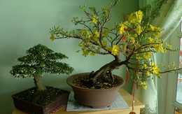 Cảnh báo đặc biệt tới các gia đình vẫn đang bày hoa từ Tết và ngày Rằm