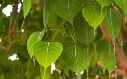 3 loại cây trồng trong sân nhà sẽ cản tài lộc