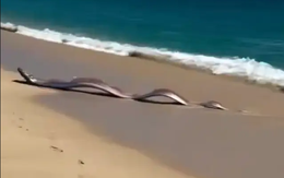 Sinh vật biển sâu dài 9m sống ở độ sâu 1.000m bất ngờ xuất hiện trên bãi biển, nhiều người lo lắng