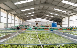 Sau gạo, một loại ‘siêu trái cây’ xuất khẩu gặp khó: Hàng nghìn container phải quay đầu, Nga, châu Âu đang nhập rất nhiều