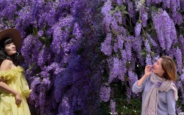 Không phải hoa sưa, cũng chẳng phải hoa ban trắng, tọa độ check in hoa mai xanh Thái đang được dân tình mê đắm