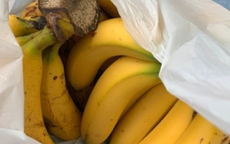 5 loại trái cây ăn khi đói "phá dạ dày" không kém gì uống rượu, nhiều người tưởng càng ăn càng... khoẻ