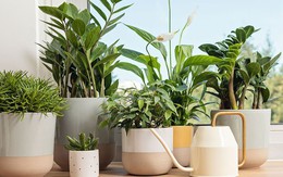 5 loại cây "hút cạn" may mắn, không nên trồng trong nhà