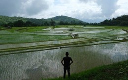 'Ông trùm' xuất khẩu gạo lớn nhất thế giới tiếp tục đón sóng gió