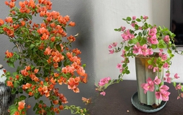 Giải mã cơn sốt chưng hoa giấy bonsai mini: Cây đong đầy năng lượng dương giúp xua tà khí, nhà chật mấy cũng rước được vượng khí vào nhà