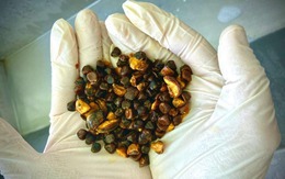 Có thể bạn chưa biết: Loại “đá” kỳ lạ trong bụng bò này hiện đang đắt hơn cả vàng!