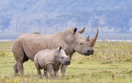 Phía Nam Phi nói gì về việc đại gia Khoa 'kim cương' bị bắt giữ?