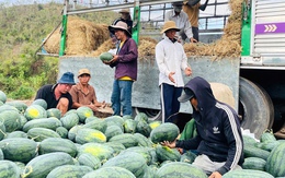 Giá dưa hấu còn 1.000 đồng/kg, nhiều hộ trồng lỗ hàng trăm triệu đồng