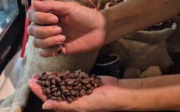 Giá cà phê hôm nay 15-3: Chốt tuần giảm, Robusta thay thế Arabica càng nhiều