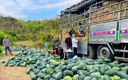 Dưa hấu rớt giá thê thảm, cắt lỗ 1.000 đồng/kg
