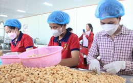 Ngành điều Việt Nam hướng tới giữ vững đà tăng trưởng sau năm kỷ lục