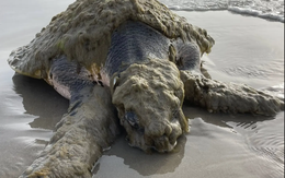 Cứu hộ tưởng nhìn nhầm khi thấy sinh vật đầy "lông" ở bờ biển, chuyên gia xác nhận: Chỉ còn 23.000 cá thể!