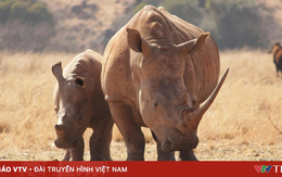 Từ vụ Chu Đăng Khoa bị bắt: buôn bán động vật hoang dã bị xử lý thế nào?