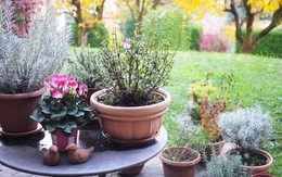 7 loại cây mang lại may mắn, nên trồng ngay trong vườn nhà