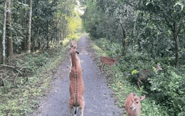 Clip 2 con hươu sao "đánh nhau" gây sốt: Một chỉ số ở Vườn quốc gia Cúc Phương bỗng tăng vọt