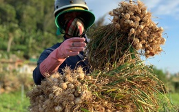 Nông dân Lý Sơn khóc ròng vì "vàng trắng" mất giá