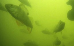 Hàng triệu người trên thế giới đang háo hức theo dõi đàn cá bơi qua bơi lại ở Hà Lan: Lý do rất thú vị và quan trọng