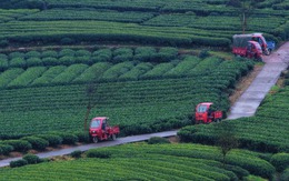 Lạc vào phiên chợ lạ kỳ nhất tháng 4: Hàng ngàn "chiếc lá sen" biết chạy trên phố để đổi chác lúc 1 giờ chiều