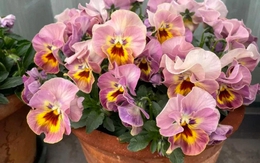 5 loài hoa nở 200 ngày mỗi năm, không biết mệt là gì: Đẹp hơn hoa hồng, thơm hơn mộc hương, chăm cực dễ