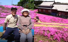 Cụ ông chăn bò ròng rã 2 năm trời trồng cánh đồng hoa để dành tặng người vợ mù