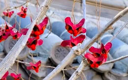 4 cây trồng trước cửa "hút tài lộc" mạnh hơn cả kim tiền, nhà giàu Trung Quốc âm thầm trồng từ lâu