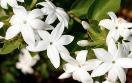 Loại cây giúp khu vườn thơm ngát suốt hè: Ai cũng nên trồng vì quá dễ chăm!