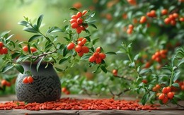 5 loài cây "tiên thảo": Vừa làm cảnh vừa là vị thuốc Đông Y, trồng càng lâu càng quý như vàng ròng