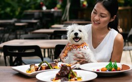 SỐC: Nhà hàng đập bỏ 600 bộ bát đĩa, đóng cửa khử trùng vì khách cho thú cưng lên bàn ăn
