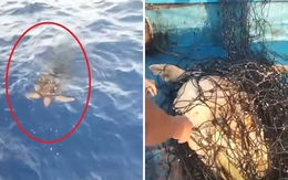 Rùa mắc lưới bơi đến thuyền cầu cứu, clip hút hơn 16 triệu lượt xem: Người quay tiết lộ thông tin
