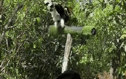 Cảnh tượng phượng hoàng xuất hiện giữa trời Việt Nam: Nhiều người trầm trồ không tin vào mắt mình