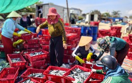 Đầu năm trúng 'lộc biển', ngư dân Quảng Ngãi bỏ túi bạc triệu sau 1 đêm ra khơi