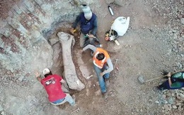 Quái vật dài 20 m "trỗi dậy" giữa công trình đường sắt