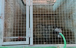 Anh kỹ sư xây dựng bỏ phố về quê nuôi con 'hiền như đất', nhẹ nhàng kiếm hơn 1 tỷ đồng/năm