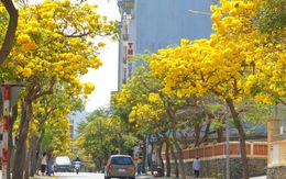 Hoa phong linh "nhuộm vàng" Vũng Tàu, du khách rộn ràng check-in