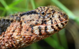 "Quái vật" thằn lằn cá sấu hiếm bậc nhất Việt Nam trở về ngoạn mục sau nhiều năm lưu lạc tại Đức