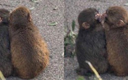 Đừng bao giờ tuyệt vọng: "Chú khỉ cô độc nhất thế giới" Punch vừa có bạn gái!