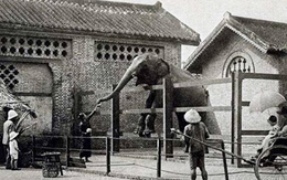 Sở thú lâu đời nhất Việt Nam bất ngờ “hẹn” khách vào 9h sáng Chủ nhật tuần này