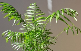 7 loại cây đặt đúng chỗ là "kéo tiền về": Nhiều người trồng sai nên không giàu lên được