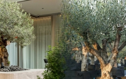 Giới nhà giàu đang mê mệt loại cây này: Không chỉ đẹp mà còn hút lộc, giá nhỉnh... sương sương vài tỷ đồng!