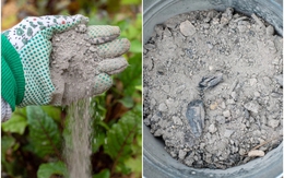 Mùa xuân rắc thứ này ra vườn, cây cối xanh tươi, sâu bệnh biến mất