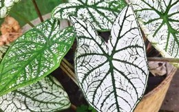 3 loại cây người trên 40 tuổi không nên trồng