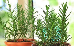 3 loại cây nên trồng trong nhà, đuổi muỗi hiệu quả, thơm phòng