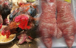 Giống gà tiến vua mang đôi chân vảy rồng ở Hưng Yên, nay giá 50 triệu đồng giới nhà giàu vẫn xếp hàng chờ mua