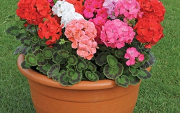 5 loài hoa đẹp với mùi hương thơm ngát lại có tác dụng đuổi muỗi, hè này bạn nhất định phải trồng