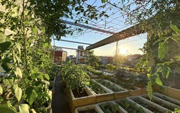 Bỏ mái tôn chống nóng để trồng rau, bà mẹ 8X biến sân thượng thành "rừng nhiệt đới" giữa lòng phố cảng