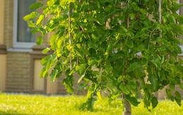 3 loại cây “hao tài tán lộc”, không nên trồng trong sân nhà