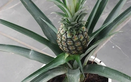 Loại quả được mệnh danh là "vua dưỡng thận" cực tốt cho sức khỏe, giá rẻ bán đầy chợ Việt, cầm từ 15.000 đồng là mua được